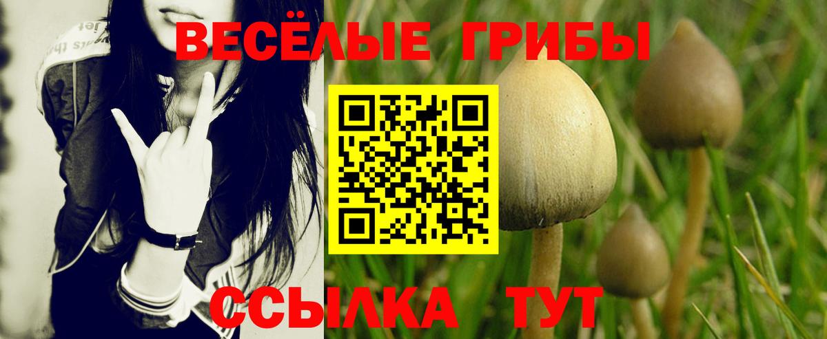 где можно купить наркотик  Псилоцибиновые грибы GOLDEN TEACHER  Вход с VPN  Галлюциногенные грибы Psilocybe  Белорецк 